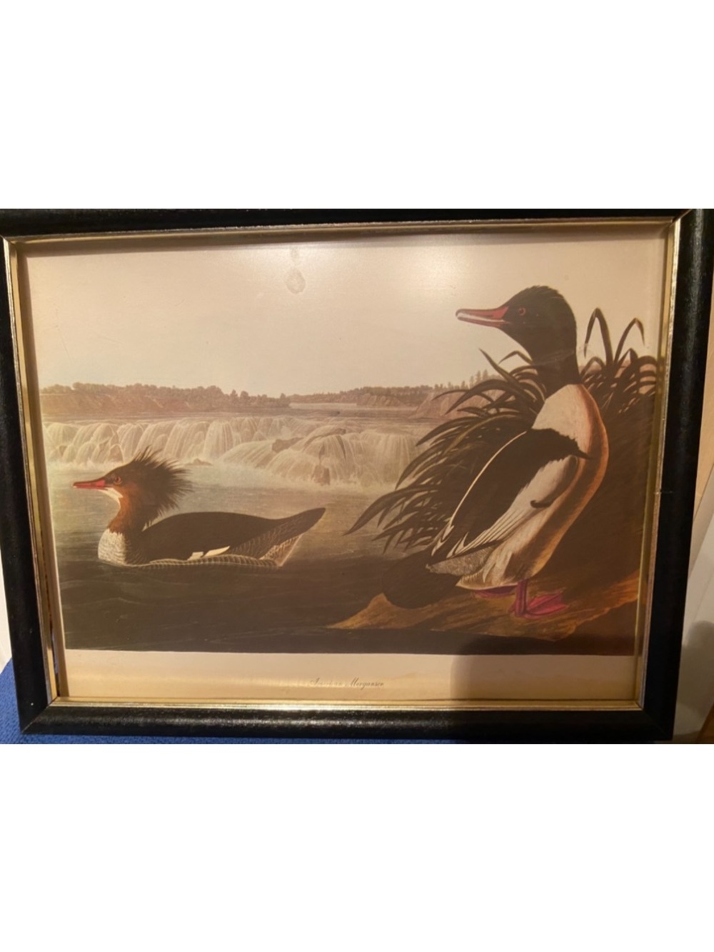 James Audoban Print of American Merganser